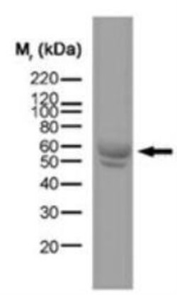 MHC Class II RT1B Antibody (OX-6) - BSA Free, Novus Biologicals 0.05mg;
