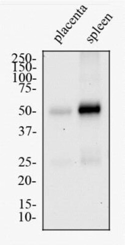 MHC Class II RT1B Antibody (OX-6) - BSA Free, Novus Biologicals 0.05mg;
