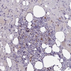 MIA3 Antibody, Novus Biologicals 0.1mL; Unlabeled:Antibodies, Polyclonal