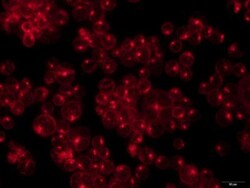 MICA Antibody - BSA Free, Novus Biologicals 0.025 mg, Unconjugated:Antibodies,