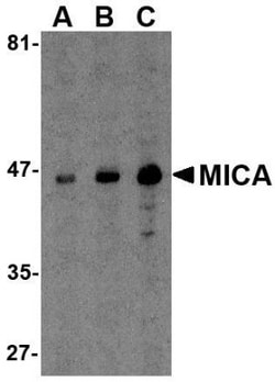 MICA Antibody - BSA Free, Novus Biologicals 0.025 mg, Unconjugated:Antibodies,
