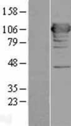 Novus Biologicals™ MICAL1 Overexpression Lysate