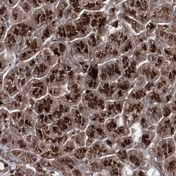 MICALCL Antibody, Novus Biologicals:Antibodies:Primary Antibodies