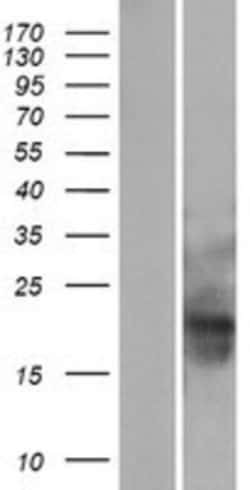 Novus Biologicals&trade;&nbsp;MID1IP1 Overexpression Lysate