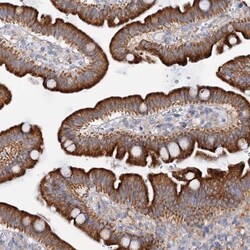 MID1IP1 Antibody, Novus Biologicals:Antibodies:Primary Antibodies