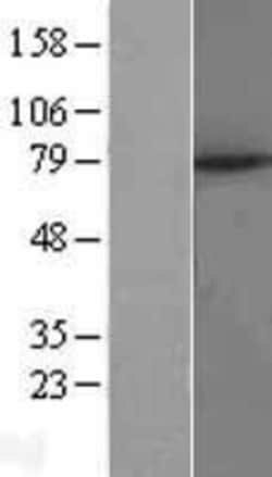 Novus Biologicals&trade;&nbsp;MID2 Overexpression Lysate