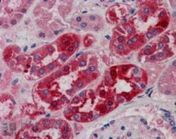 MID2 Antibody, Novus Biologicals 0.1mg; Unlabeled:Antibodies, Polyclonal