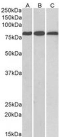 MID2 Antibody, Novus Biologicals 0.1mg; Unlabeled:Antibodies, Polyclonal