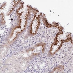 MIDN Antibody, Novus Biologicals 25 &mu;L, Unlabeled:Antibodies, Polyclonal