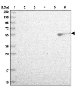 MIDN Antibody, Novus Biologicals 0.1mL; Unlabeled:Antibodies, Polyclonal