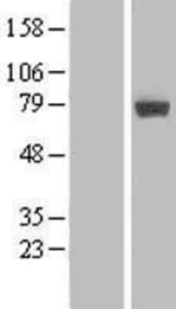 Novus Biologicals&trade;&nbsp;MIER2 Overexpression Lysate