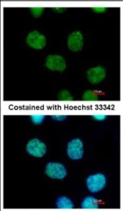MIER3 Antibody, Novus Biologicals 0.1mL; Unlabeled:Antibodies, Polyclonal