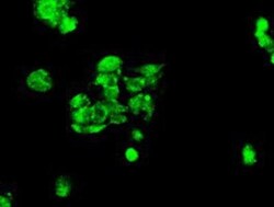 MIG2/Kindlin-2 Antibody (OTI9E4), Novus Biologicals 0.1mL; Unlabeled:Antibodies,