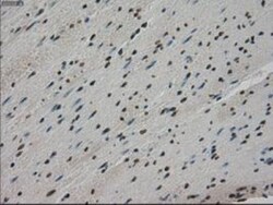 MIG2/Kindlin-2 Antibody (OTI9E4), Novus Biologicals 0.1mL; Unlabeled:Antibodies,