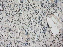 MIG2/Kindlin-2 Antibody (OTI9E4), Novus Biologicals 0.1mL; Unlabeled:Antibodies,