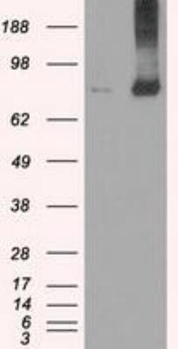 MIG2/Kindlin-2 Antibody (OTI9E4), Novus Biologicals 0.1mL; Unlabeled:Antibodies,