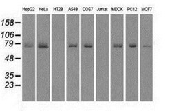 MIG2/Kindlin-2 Antibody (OTI9E4), Novus Biologicals 0.1mL; Unlabeled:Antibodies,
