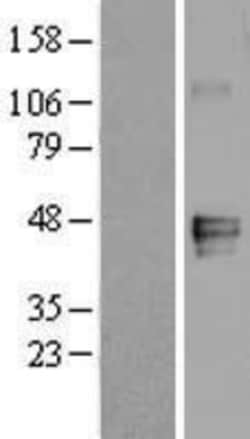 Novus Biologicals&trade;&nbsp;MFG-E8 Overexpression Lysate