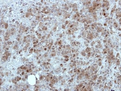 MINA Antibody, Novus Biologicals 0.1mL; Unlabeled:Antibodies, Polyclonal