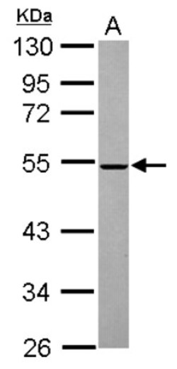 MINA Antibody, Novus Biologicals 0.1mL; Unlabeled:Antibodies, Polyclonal