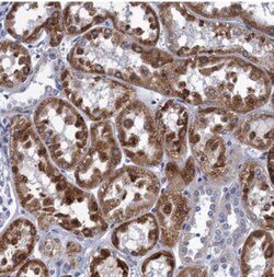 Mindin/Spondin-2 Antibody, Novus Biologicals 25 &mu;L, Unlabeled:Antibodies,