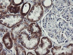 MINOS1 Antibody (OTI4H7), Novus Biologicals 0.1mL; Unlabeled:Antibodies,