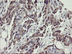 MINOS1 Antibody (OTI4H7), Novus Biologicals 0.1mL; Unlabeled:Antibodies,