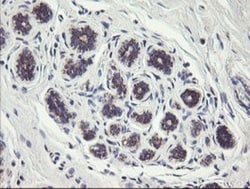MINOS1 Antibody (OTI4H7), Novus Biologicals 0.1mL; Unlabeled:Antibodies,