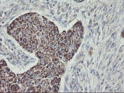MINOS1 Antibody (OTI4H7), Novus Biologicals 0.1mL; Unlabeled:Antibodies,