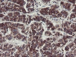MINOS1 Antibody (OTI4H7), Novus Biologicals 0.1mL; Unlabeled:Antibodies,