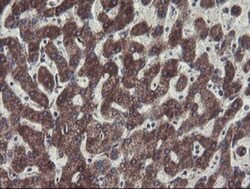 MINOS1 Antibody (OTI4H7), Novus Biologicals 0.1mL; Unlabeled:Antibodies,
