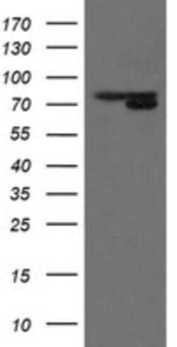MIPEP Antibody (OTI5E7), Novus Biologicals 0.1mL; Unlabeled:Antibodies,