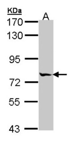 MIPEP Antibody, Novus Biologicals 0.1mL; Unlabeled:Antibodies, Polyclonal