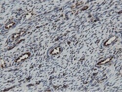 MIPEP Antibody (OTI5E7), Novus Biologicals 0.1mL; Unlabeled:Antibodies,
