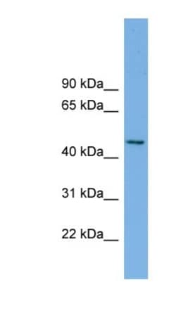 MIPOL1 Antibody, Novus Biologicals:Antibodies:Primary Antibodies
