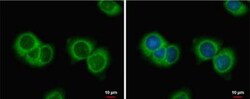 MIS/AMH Antibody, Novus Biologicals 0.1mL:Antibodies, Polyclonal