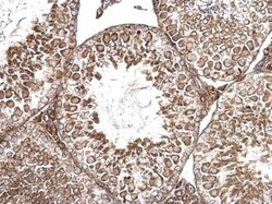 MIS/AMH Antibody, Novus Biologicals 0.1mL:Antibodies, Polyclonal