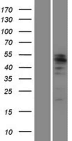 Novus Biologicals&trade;&nbsp;MITF Overexpression Lysate