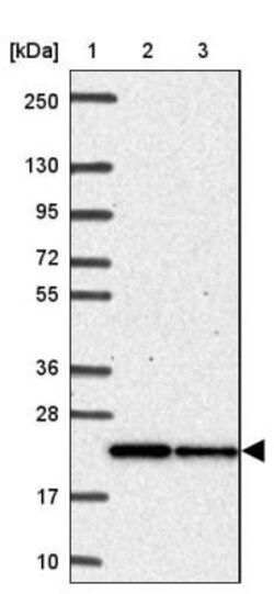 Mitochondrial ribosomal protein L11 Antibody, Novus Biologicals:Antibodies:Primary