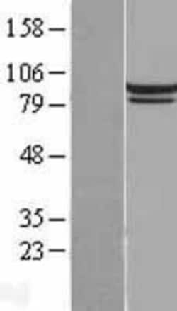 Novus Biologicals&trade;&nbsp;Mitofilin Overexpression Lysate