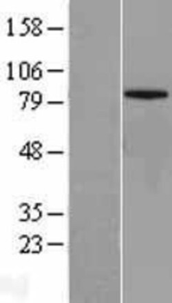 Novus Biologicals&trade;&nbsp;Mitofusin 1 Overexpression Lysate