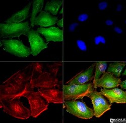 Mitofusin 1 Antibody - BSA Free, Novus Biologicals 0.1mL; Unlabeled:Antibodies,
