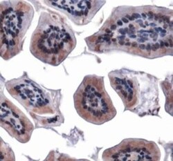 Mitofusin 1 Antibody - BSA Free, Novus Biologicals 0.1mL; Unlabeled:Antibodies,