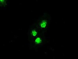 MKK4/MEK4 Antibody (OTI8A8), Novus Biologicals 0.1mL; Unlabeled:Antibodies,