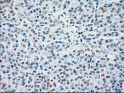 MKK4/MEK4 Antibody (OTI8A8), Novus Biologicals 0.1mL; Unlabeled:Antibodies,