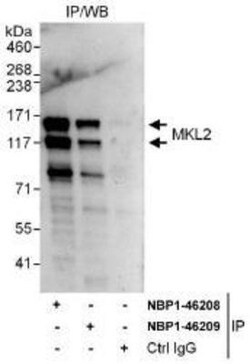 MKL2 Antibody, Novus Biologicals 0.1mL; Unlabeled:Antibodies, Polyclonal