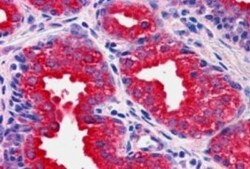 MKP-1/DUSP1 Antibody, Novus Biologicals 0.1 mg | Buy Online | Novus Biologicals | Fisher Scientific