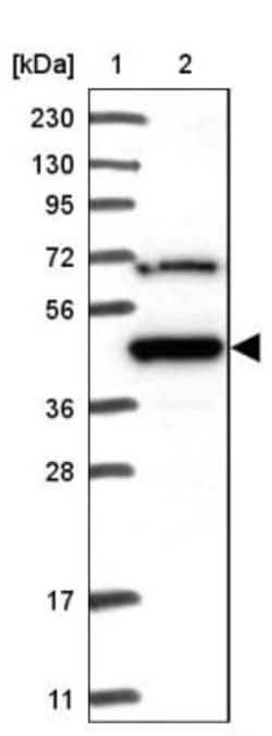 MKRN2 Antibody, Novus Biologicals:Antibodies:Primary Antibodies