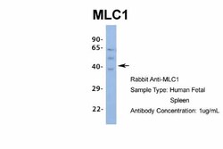 MLC1 Antibody, Novus Biologicals 0.05mg; Unlabeled:Antibodies, Polyclonal
