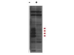 MLF1 Interacting Protein Antibody - N-terminal, Novus Biologicals 0.1mg;